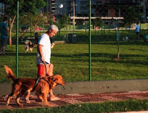Vai dar uma voltinha com seu pet? Confira as orientações